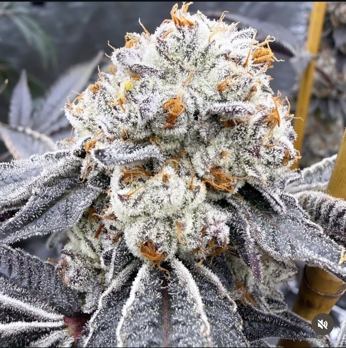PAIN KILLER 🍪🍰⛽️