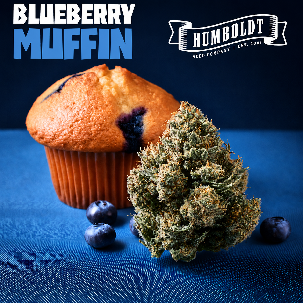 BLUEBERRY MUFFIN 🫐🧁🍭