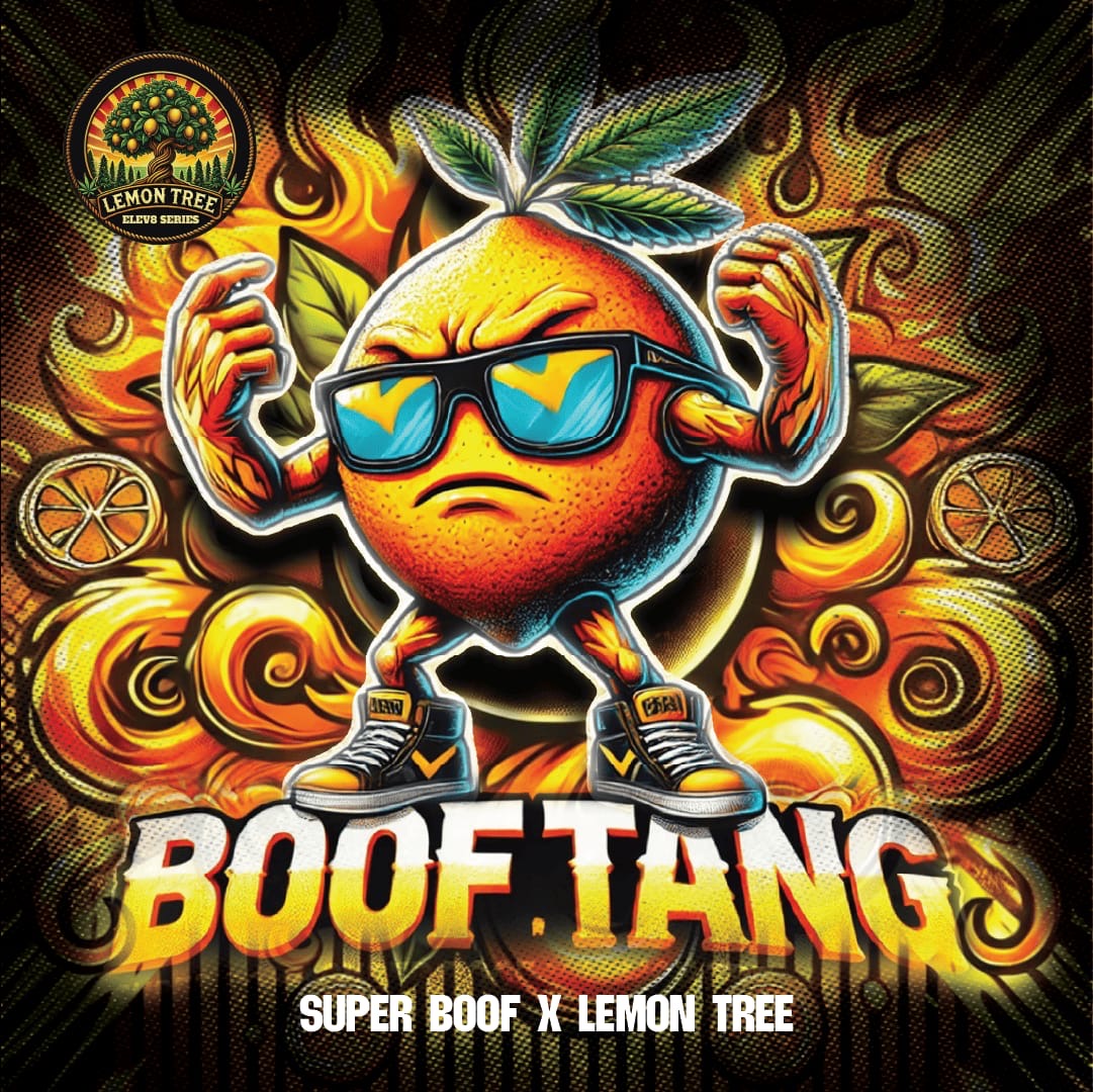 BOOF TANG 🍊🍹🍦